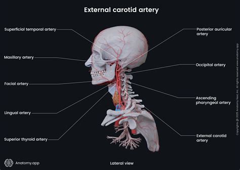 Right Carotid Artery Transradial Carotid Artery Stenting: Examining