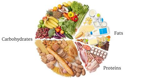 Image result for Which Macronutrient Builds All Structures
