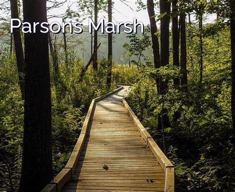 Explore the Fauna and Flora of the Parsons Marsh Reserve, Parsons Marsh ...