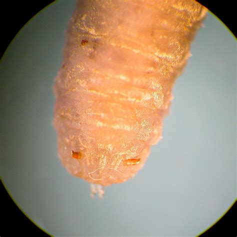 Rat tailed maggot - Eristalis tenax - head close up - a photo on Flickriver
