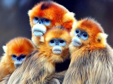 Discover Animals Native To Asia: A Complete Guide