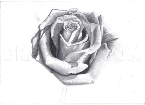 How To Draw A Realistic Rose