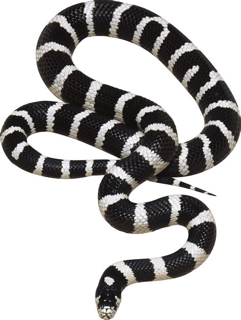 Download Black and White Snake PNG Image for Free