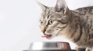 Katzenfutter: Diese 7 Zutaten machen Katzen krank