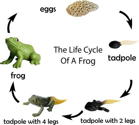 Buy Gemini&Genius Life Cycle of Frog Figurines, Insect Growth Diary ...