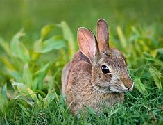 Image result for Wild Rabbits NY
