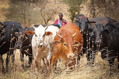 Fulani Cattle Herding: Sustainable Livelihoods in West Africa