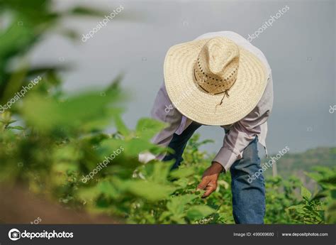 Selective Focus Shot Hispanic Male Growing Black Beans Mexico — Stock ...