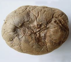 TNAU Agritech Portal :: Crop Protection