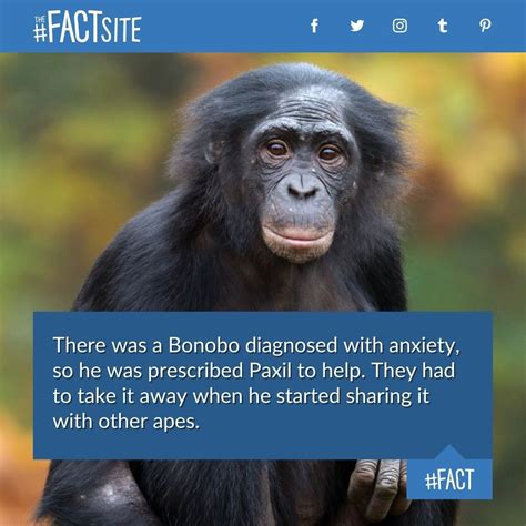 70 interesting animal fact images the fact site – Artofit