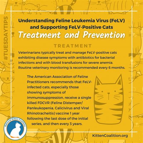 Treatment For Felv In Cats