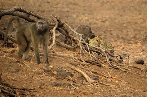 Image result for Baboon Vs Predator