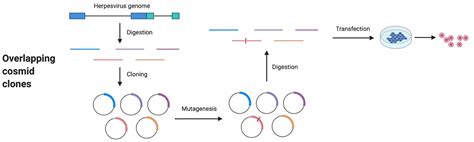 Methods for the Manipulation of Herpesvirus Genome and the Application ...