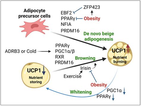 Adipocyte Mitochondria: Deciphering Energetic Functions across Fat ...