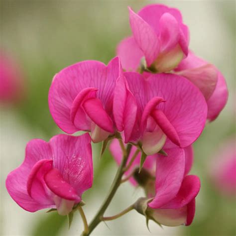 Flowers Name in Marathi and English (With Pictures)