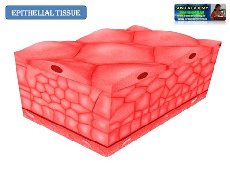 SONU ACADEMY: ANIMAL TISSUES- EPITHELIAL TISSUE-TEXT