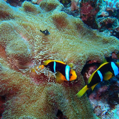 DAKU RESORT GUIDED SNORKELING (2026) All You Need to Know BEFORE You Go ...