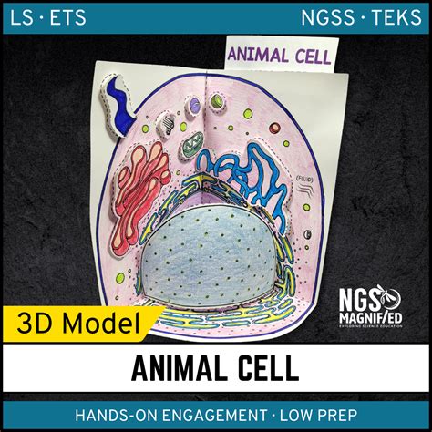 Animal Cell – 3D Model | NGS Magnified