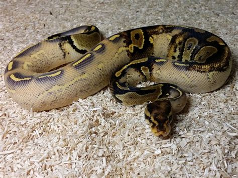 Highway Ball Python 的图像结果