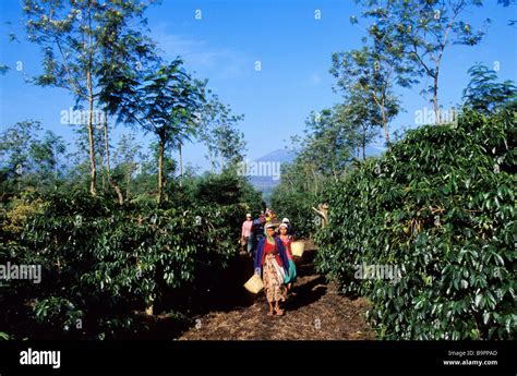 Image result for Java Coffee Plantation