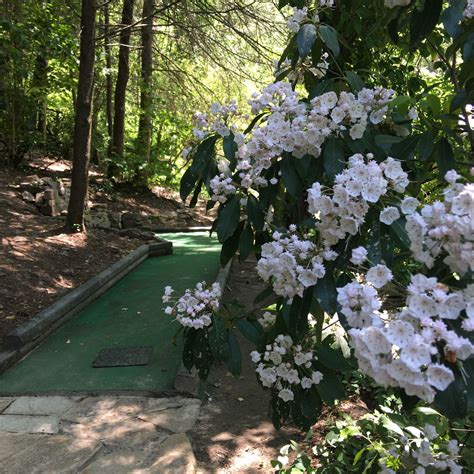 Mini Golf Escape to Nature in a Serene Mountain Setting - The Lilly Pad ...