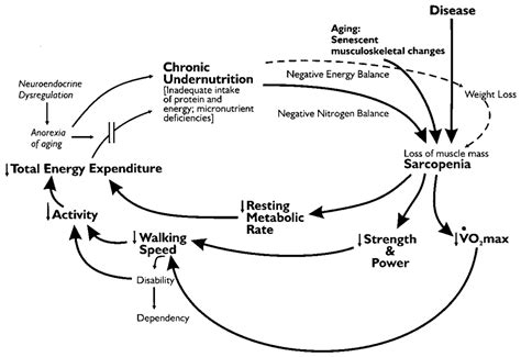 A Study of Frailty, Mortality, and Health Depreciation Factors in Older ...