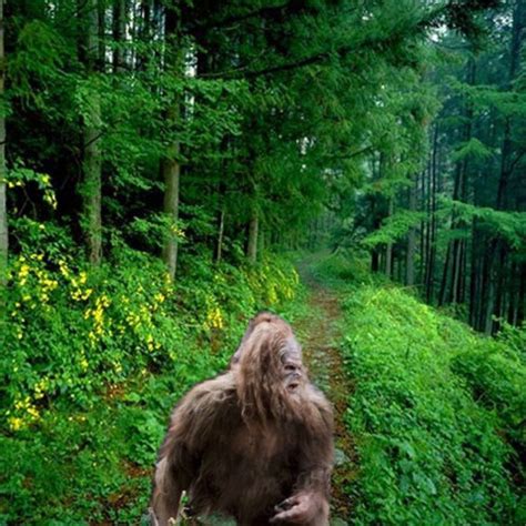 Image result for Bigfoot Found Alive