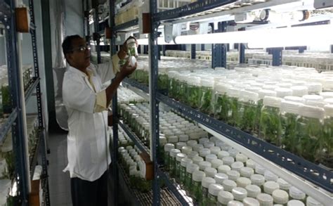 Vasantrao Naik Marathwada Krishi Vidyapeeth Parbhani Maharashtra India