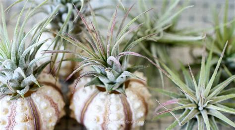 How to Grow Air Plants 的图像结果