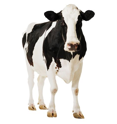 Image result for Cow Pi Python