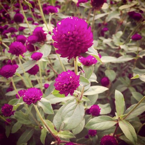 Purple Ball Flower