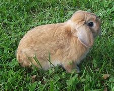 Image result for White Holland Lop