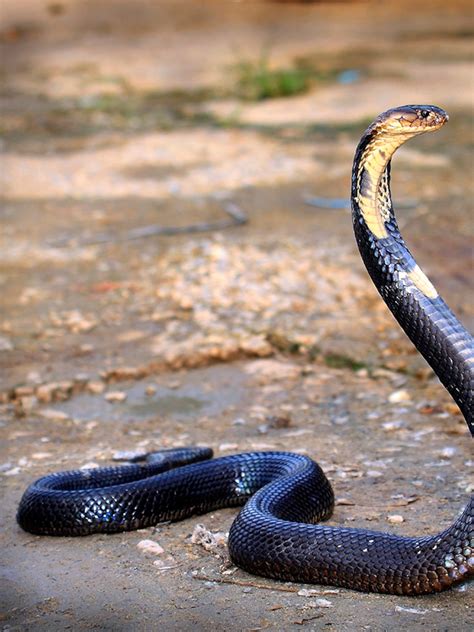 Black Cobra Snake
