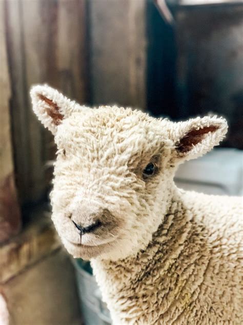 About our southdown babydoll sheep – Artofit