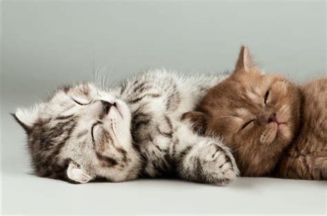 猫睡觉素材-猫睡觉图片-猫睡觉素材图片下载-觅知网