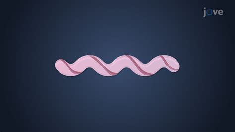 Video: Bacterial Phylum Spirochaetes