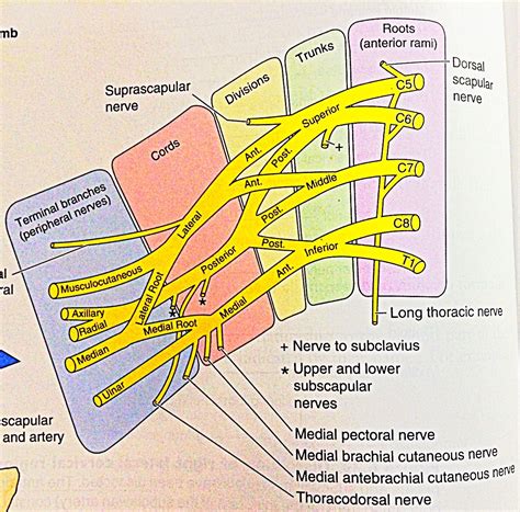Pin by Gianni José on Medicine | Plexus products, Basic anatomy and ...