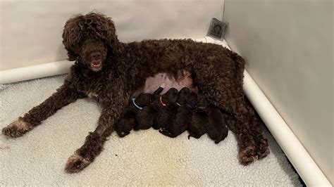 Portuguese Water Dog Puppies For Sale
