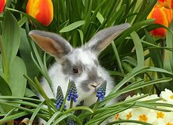 Image result for Spring Flower and Bunny