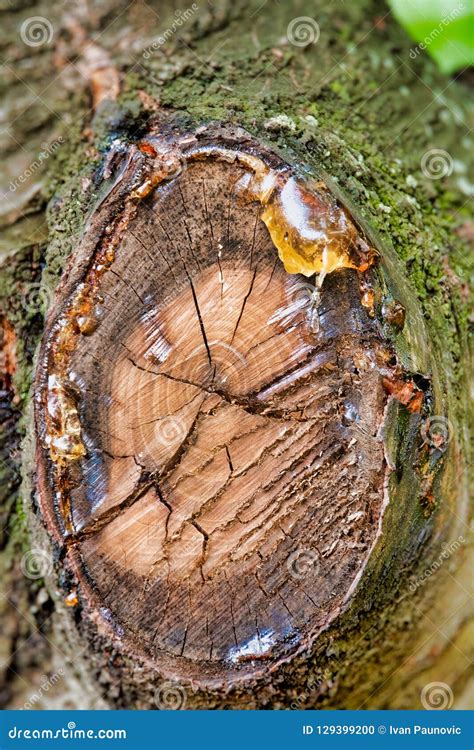 Image result for Exploding SAP Tree