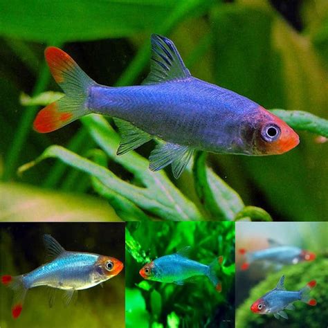 Shop Rasboras at FRESHWATERAQUATICA | FRESHWATERAQUATICA