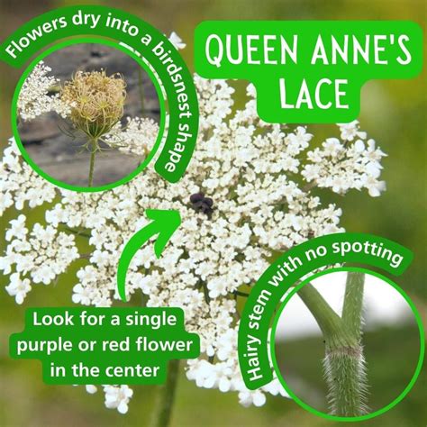 Queen Anne's Lace Poisonous