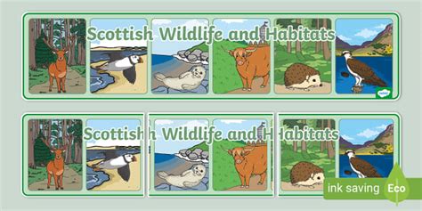 Scottish Wildlife and Habitats Display Banner (teacher made)