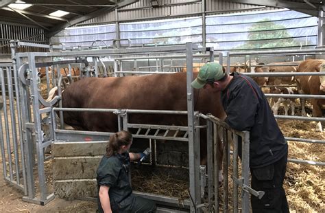 Cattle — Two Rivers Veterinary Practice