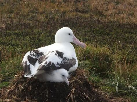 Wandering albatrosses