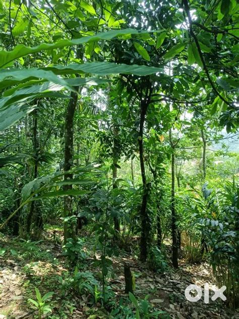 land for sale - Lands & Plots - 1807042372