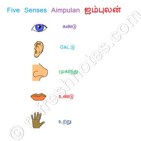 Body Parts In Tamil Meaning - Tamil Words For Body Parts / Buy Tamil ...