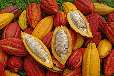 Cacao Vs. Cocoa: What Makes Them Different?