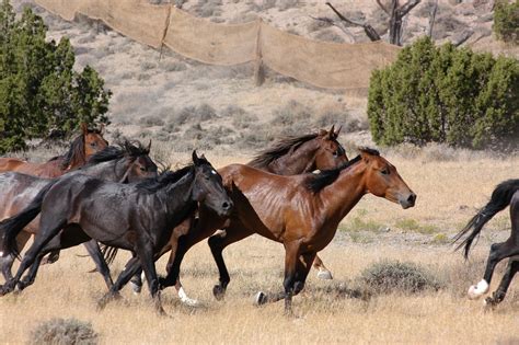 Free Images : landscape, running, panorama, range, wildlife, wild, herd ...