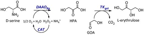 Co-Immobilization of D-Amino Acid Oxidase, Catalase, and Transketolase ...